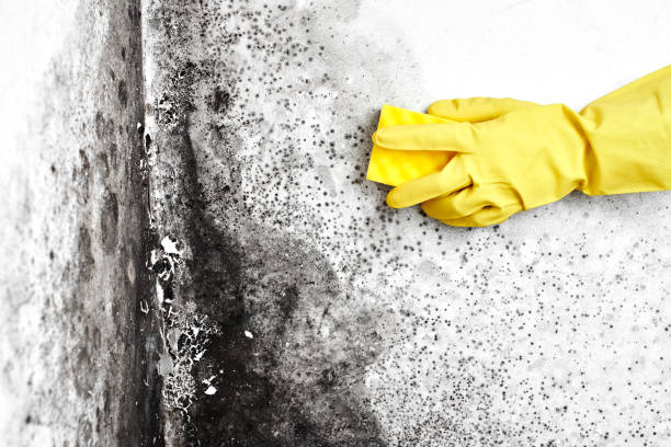 Best Same-Day Mold Removal  in Jacksonville, OR