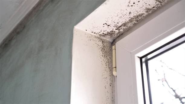 Best Crawl Space Mold Removal  in Jacksonville, OR