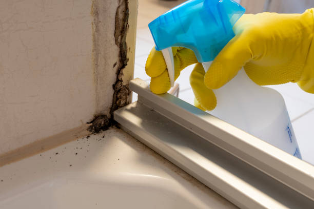 Best Office Mold Removal Services  in Jacksonville, OR