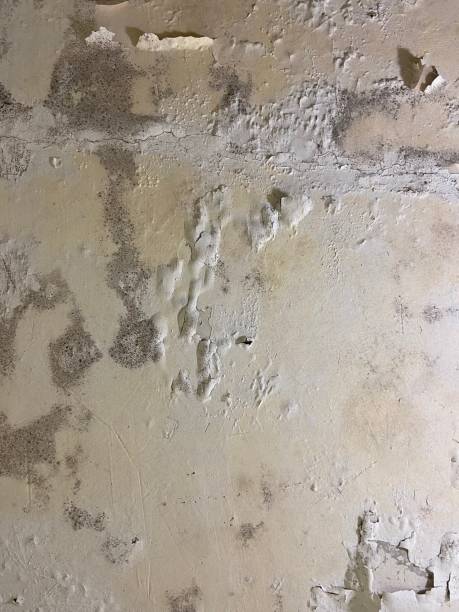 Best Best Mold Removal Companies  in Jacksonville, OR