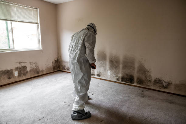 Best Best Mold Removal Companies  in Jacksonville, OR