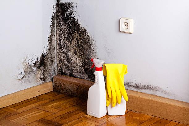 Best Toxic Mold Removal  in Jacksonville, OR