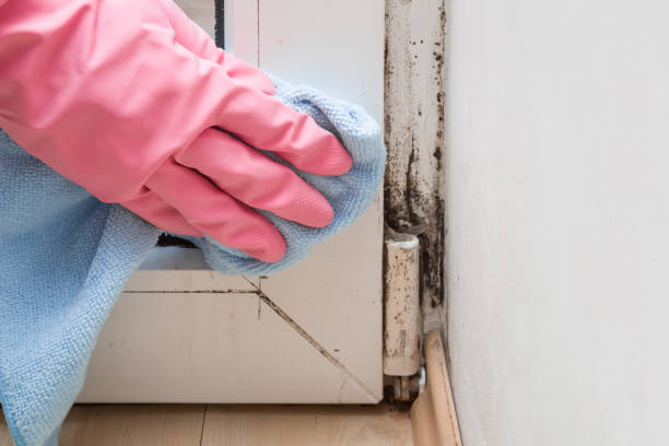Best Mold Testing  in Jacksonville, OR